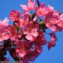 Crabapple – Prairie Fire – #15 Container